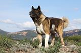 AKITA AMERICAIN 295